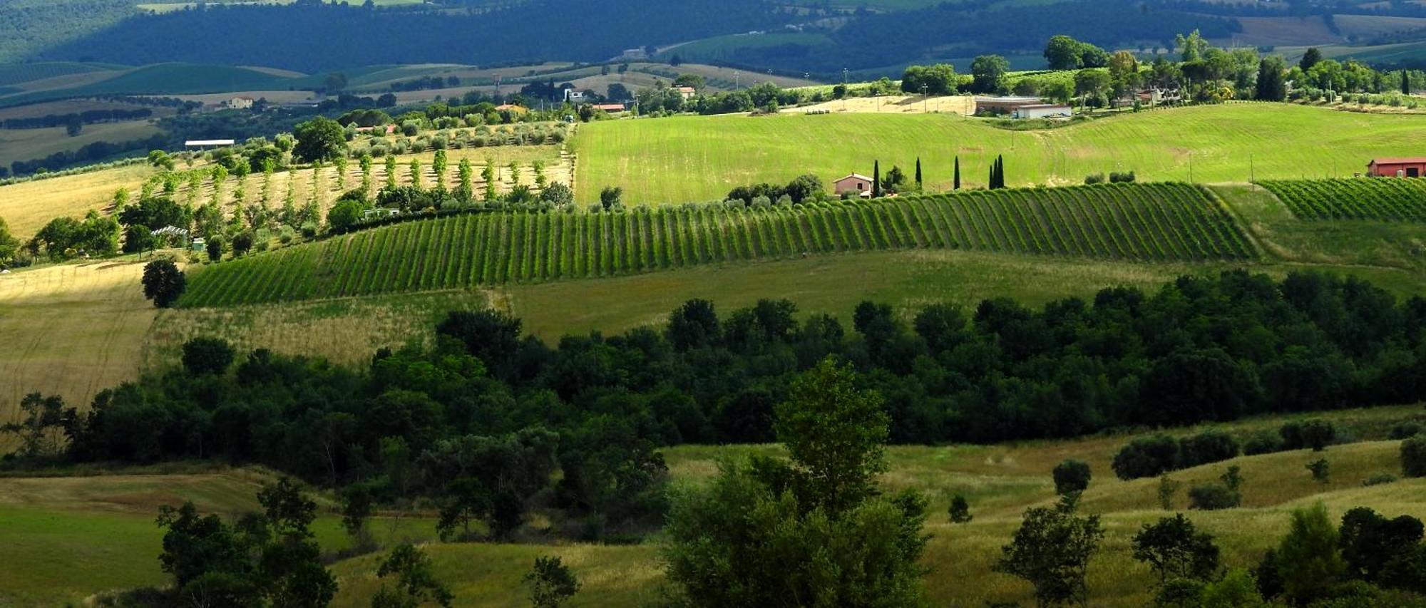 Poggio La Luna - La Casa Nel Vigneto Montemerano Exterior foto
