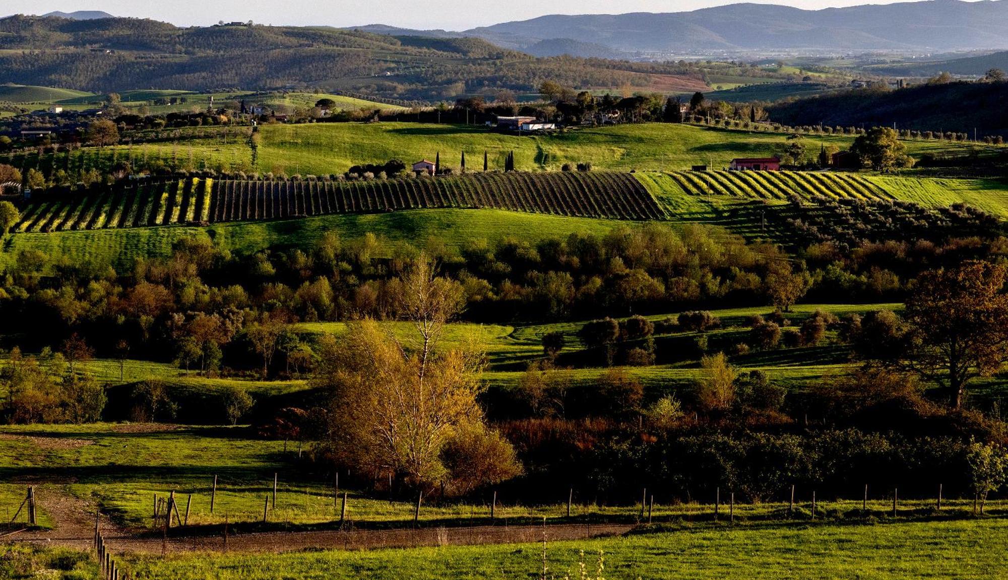 Poggio La Luna - La Casa Nel Vigneto Montemerano Exterior foto